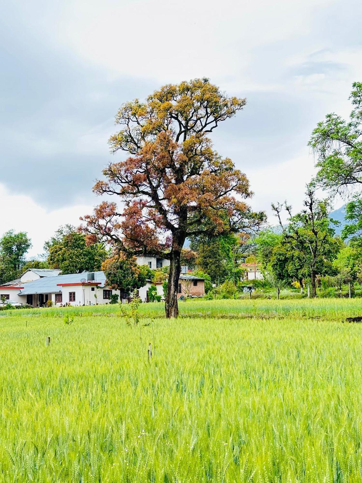 Albergue Dreamwoods A Travellers Farm Dharamshala Exterior foto